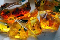 Polished Genuine Baltic Amber