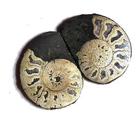 Rare Pyritized Ammonite Fossil